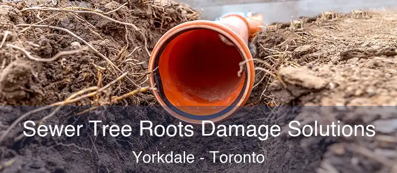  Sewer Tree Roots Damage Solutions Yorkdale - Toronto